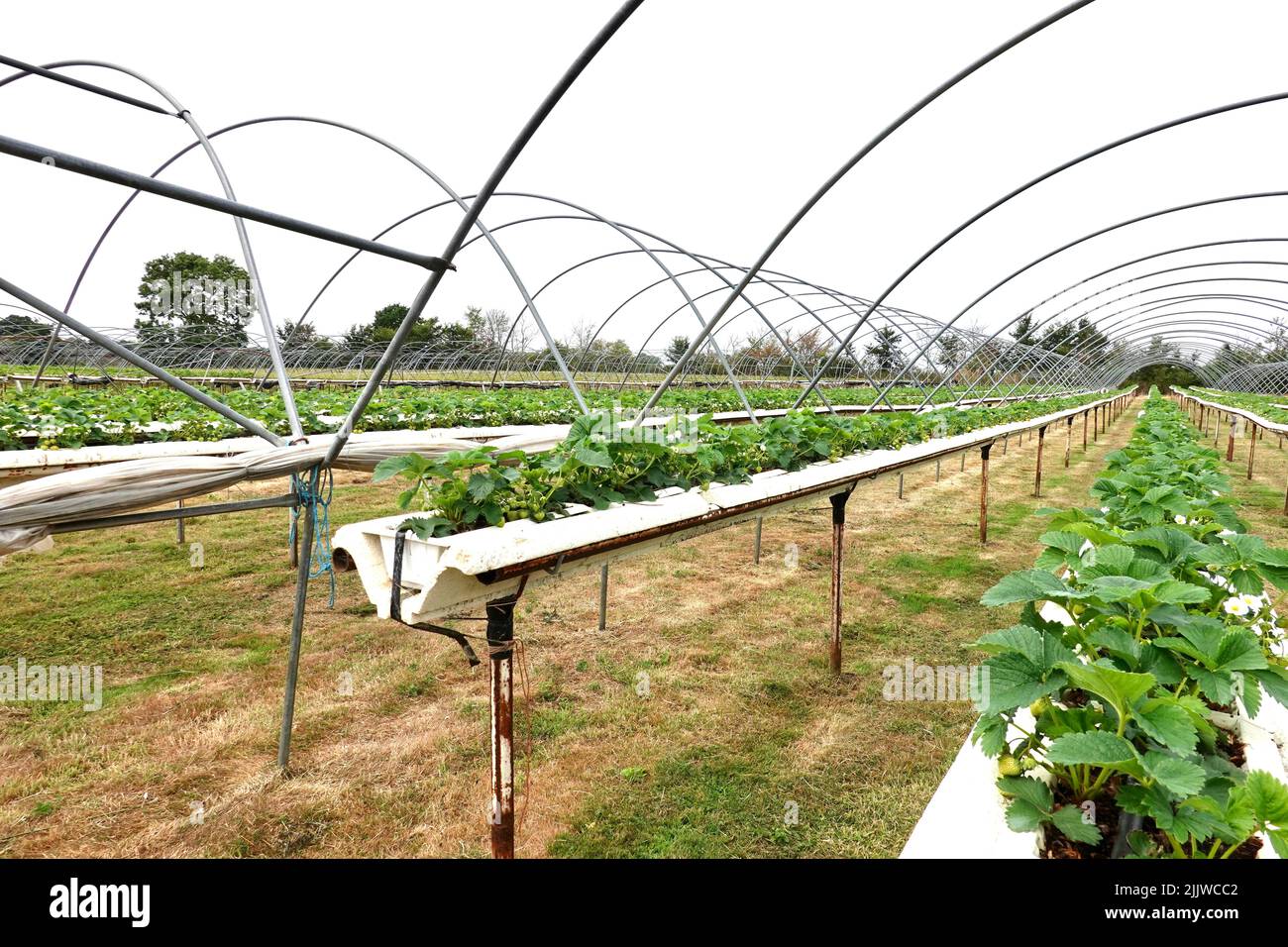 Trimley St Martin, Suffolk, UK 28 July 2022 Strawberries for pick