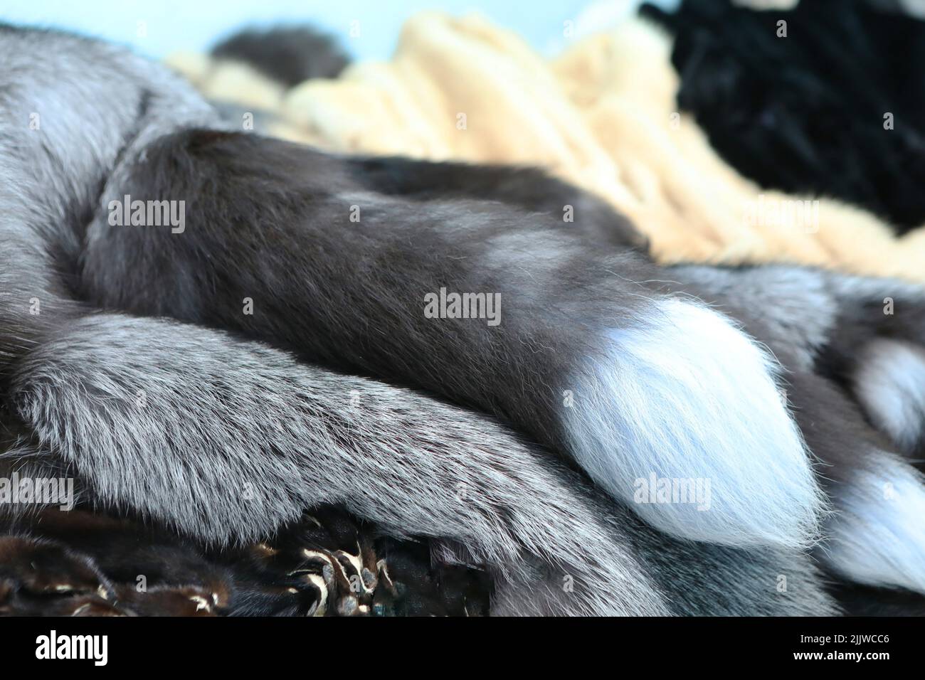 Finished skins from animals. Mink, arctic fox skins from animals. Mink farm. Fur coat, dear