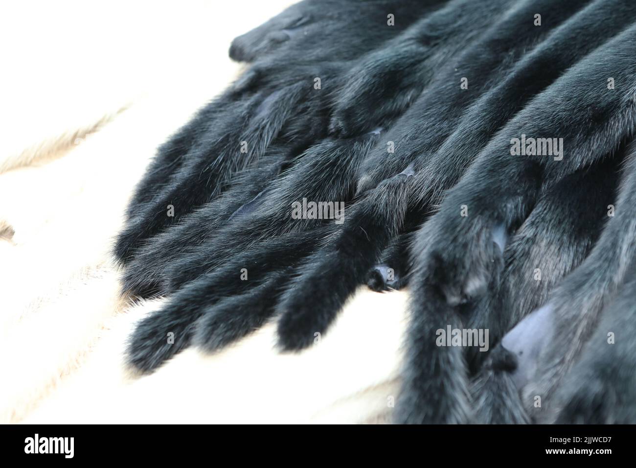 Finished skins from animals. Mink, arctic fox skins from animals. Mink farm. Fur coat, dear