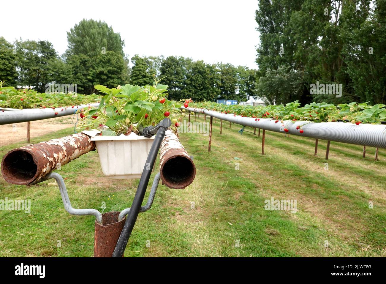 Trimley St Martin, Suffolk, UK 28 July 2022 Strawberries for pick
