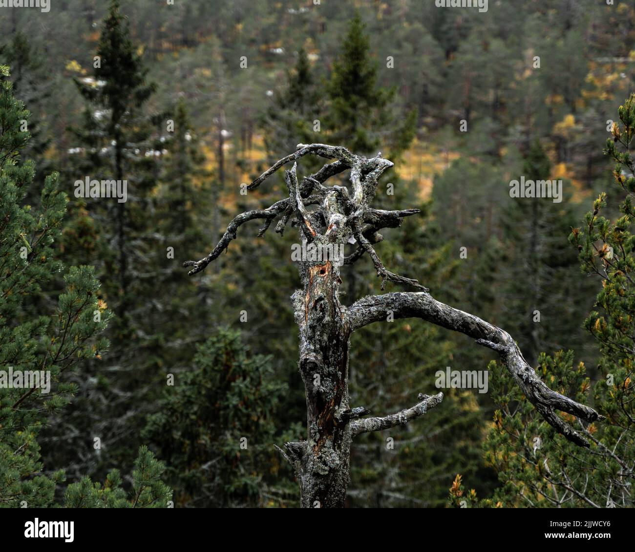 A dead pine tree by Tverrasen Cliff in Lier, Norway Stock Photo