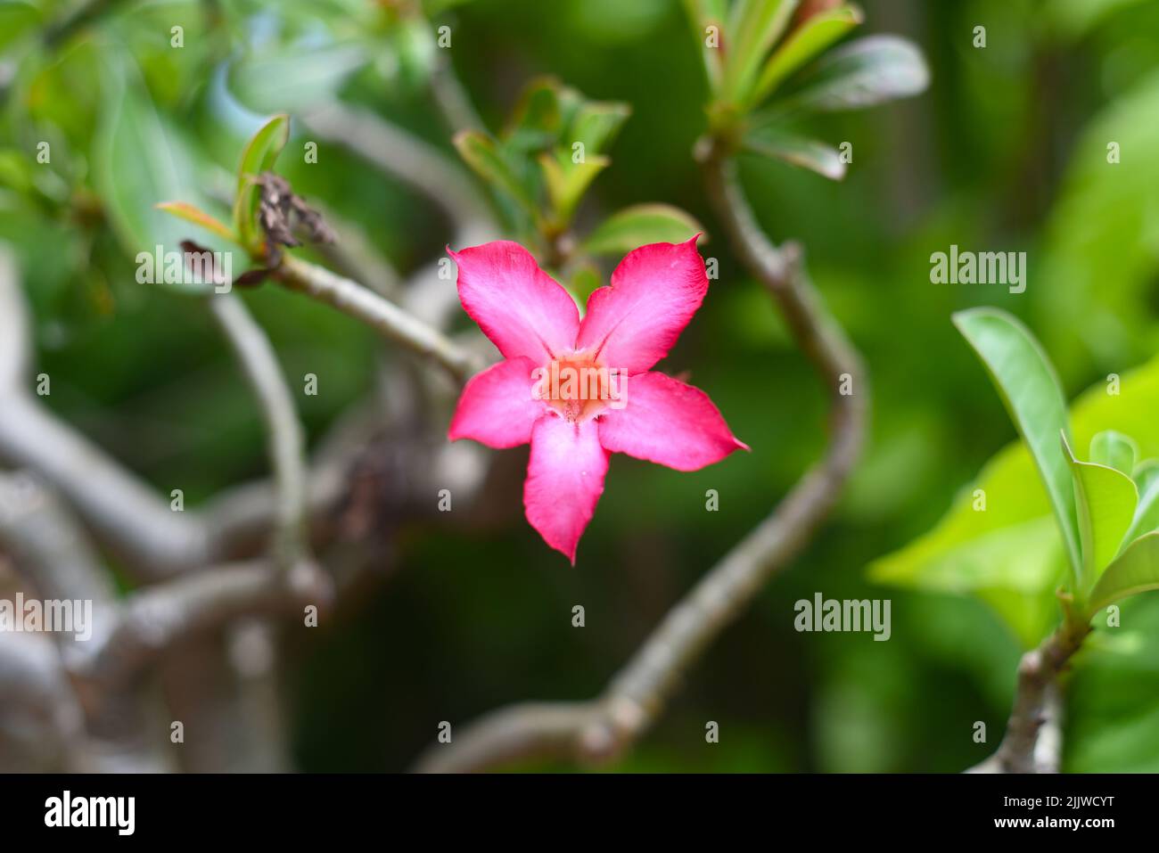 Many flowers of Adenium obesum close up Stock Photo - Alamy