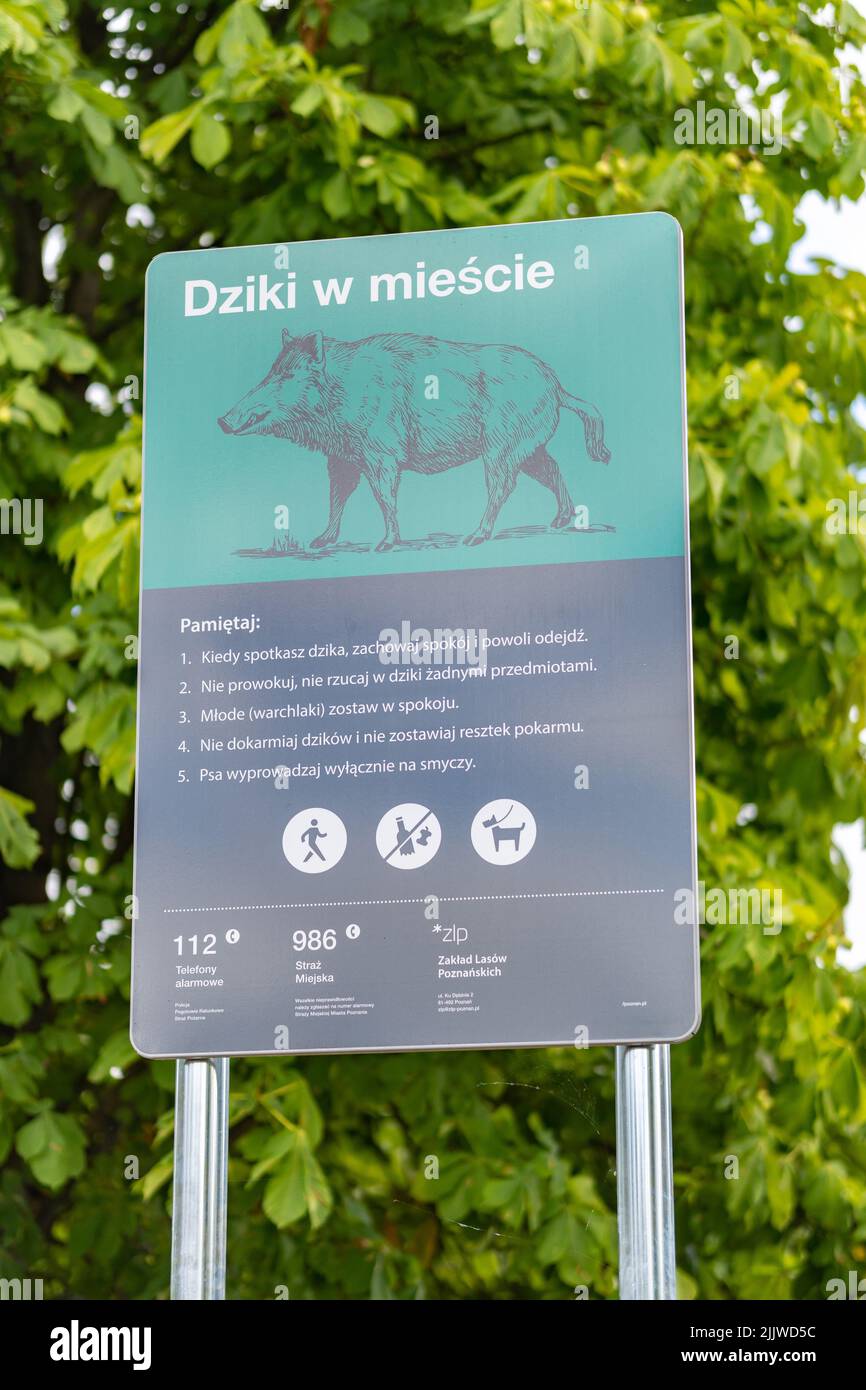 Pigs Warning Sign A vertical shot of a Polish sign warning about wild pigs at the ...