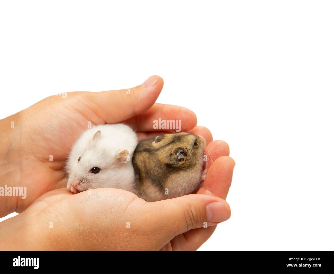 A couple of hamsters on the palms of the hostess. A white and gray hamster in his hands on a white background with a copy-paste Stock Photo