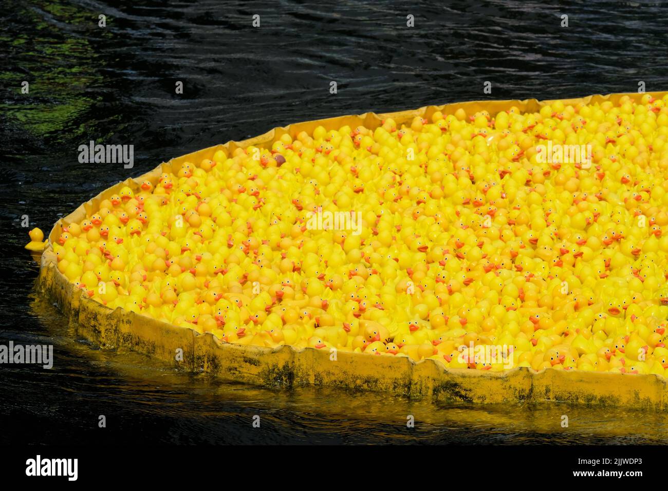 London, UK, 28th July, 2022. Hundreds of rubber ducks filled Paddington Basin at Merchant Square for the annual rubber duck race to raise vital funds for the Children of St Mary's Intensive Care (COSMIC) charity.  Credit: Eleventh Hour Photography/Alamy Live News Stock Photo