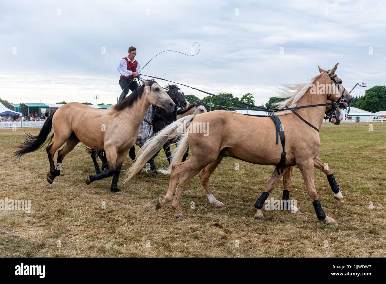 Atkinson Action Horses at the New Forest and Hampshire County Show in July 2022, England, UK. Ben Atkinson roman riding with a team of horses Stock Photo