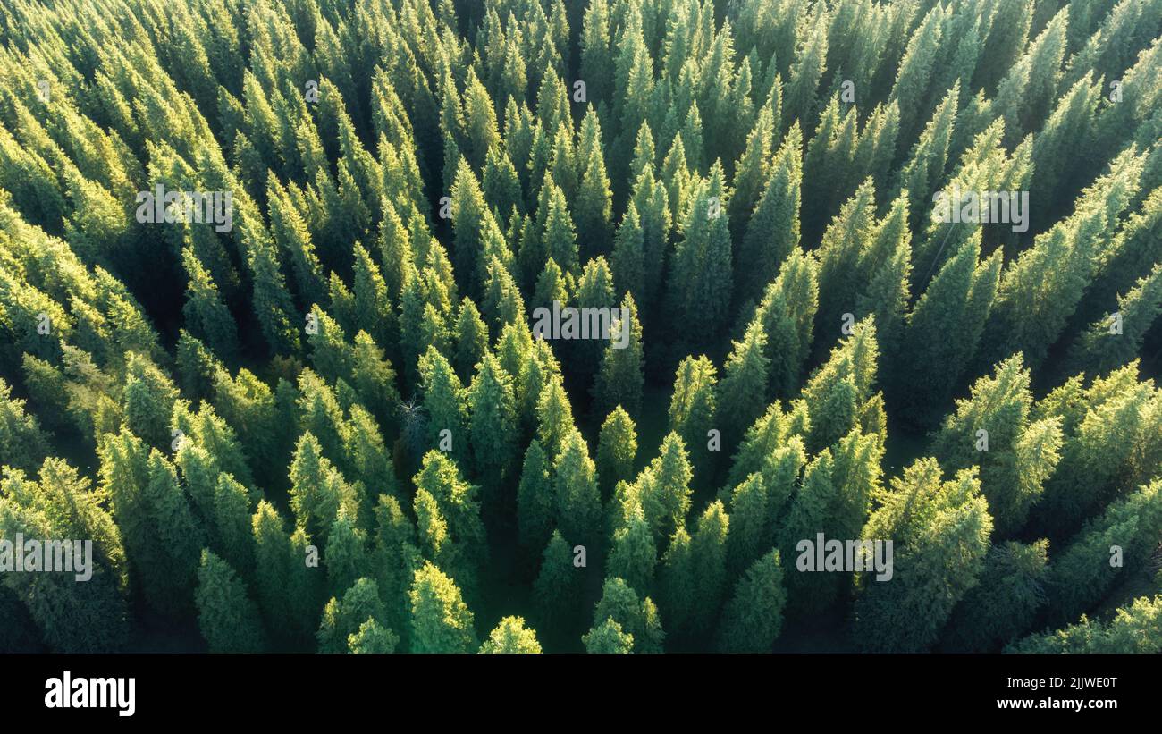 A aerial view of the forest Stock Photo - Alamy