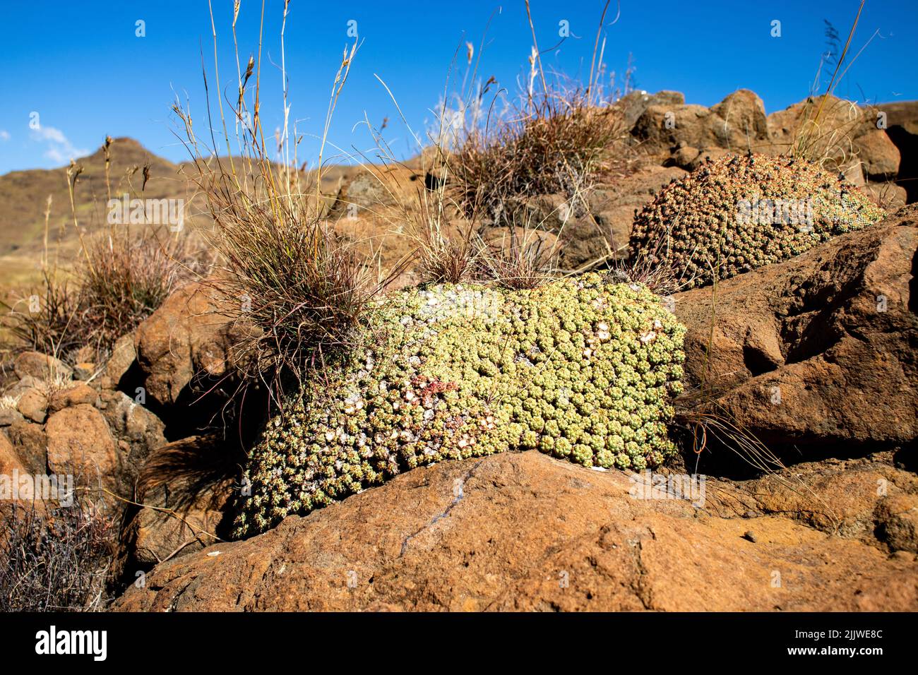 The Raouliaplants and Bouteloua eriopoda plants growing in the middle of rocks against blue sky Stock Photo