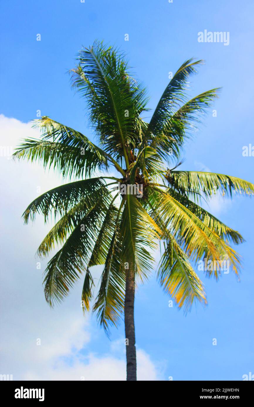 coconut tree in a bright blue sky cloud on the beach Stock Photo - Alamy