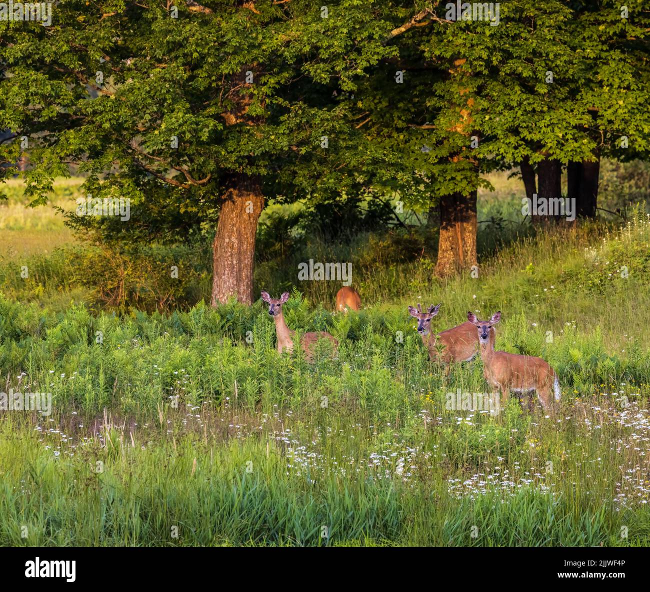Whitetails in northern Wisconsin. Stock Photo
