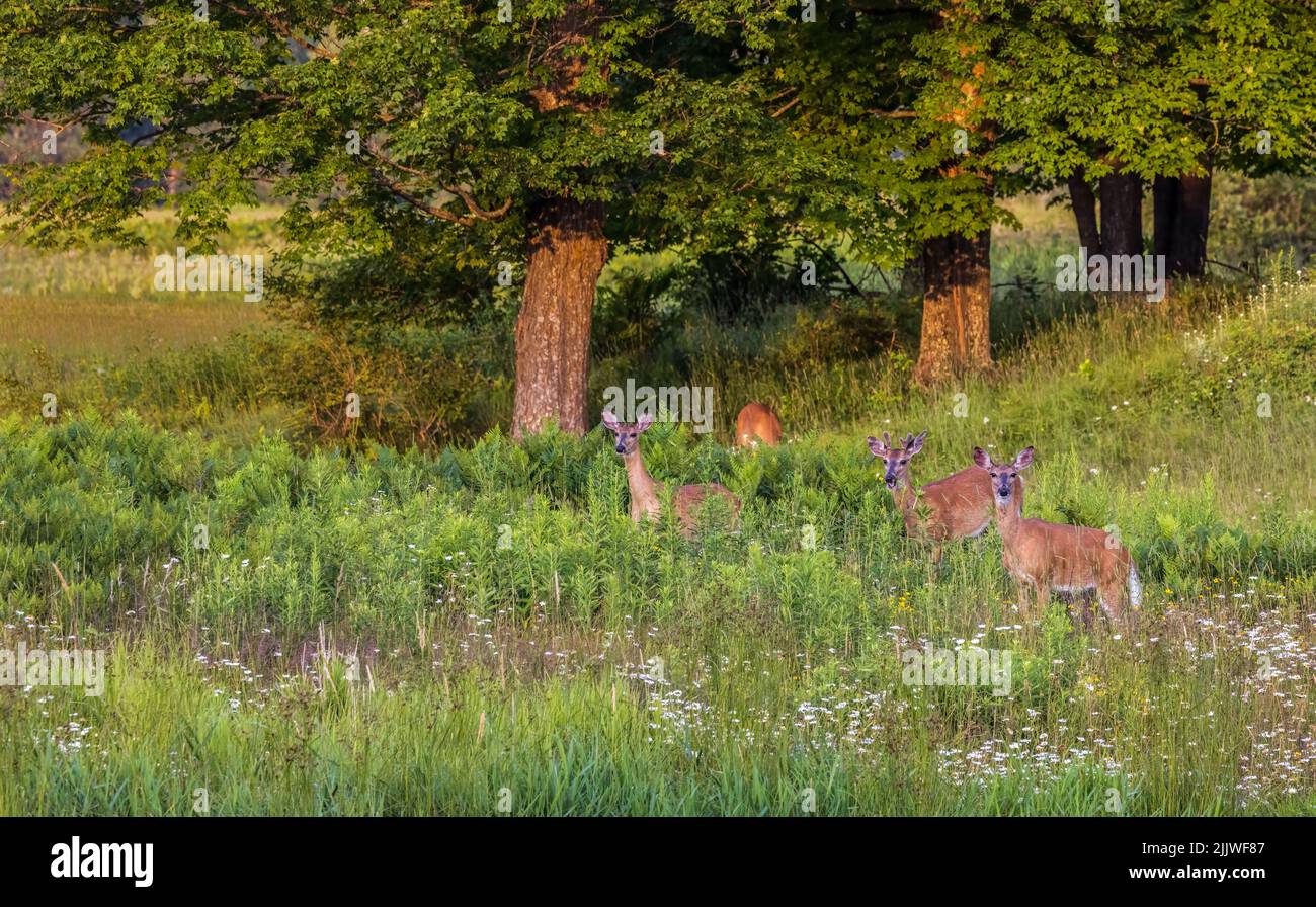 Whitetails in northern Wisconsin. Stock Photo