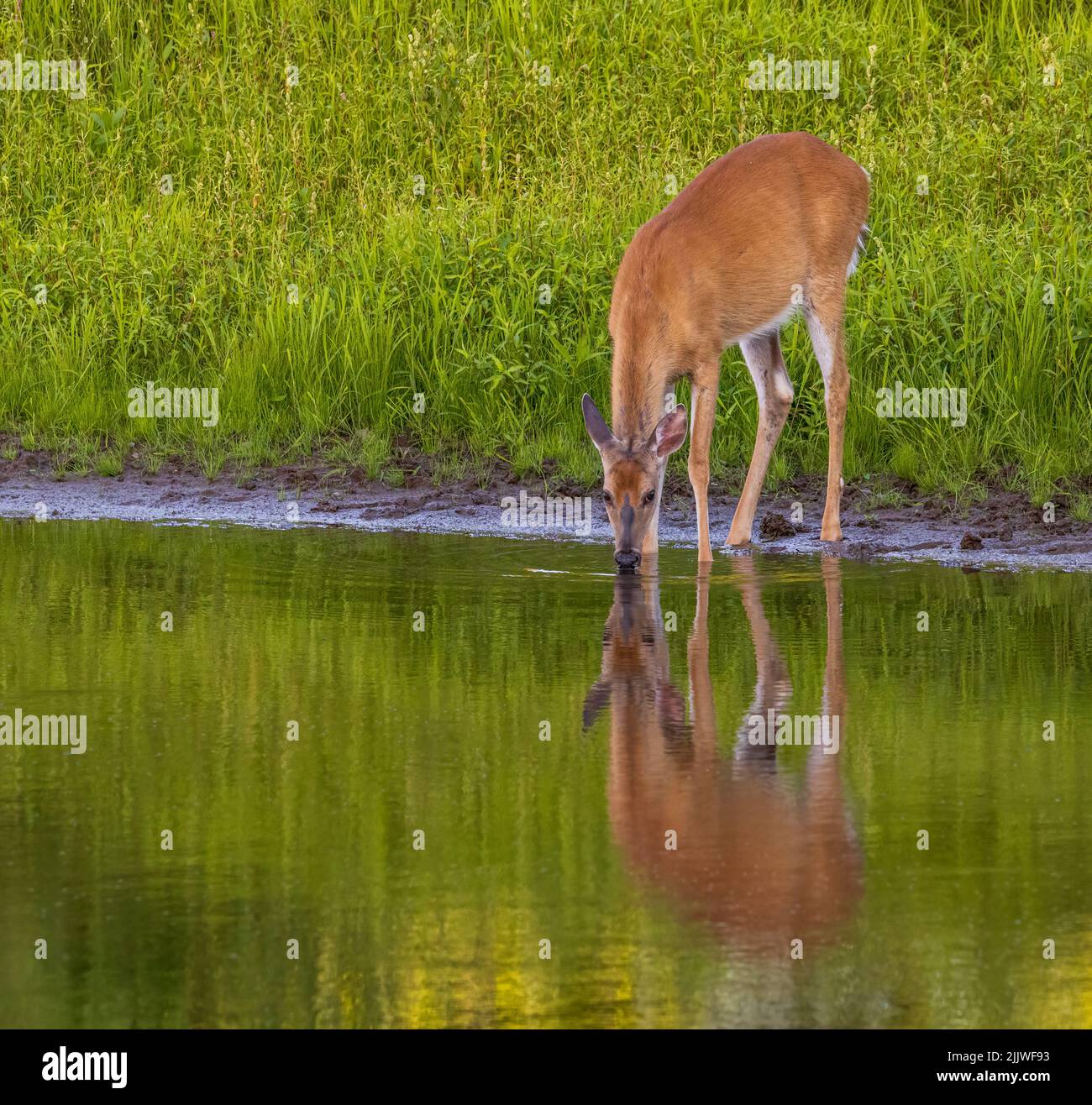 White-tailed doe drinking at the edge of a pond in northern Wisconsin. Stock Photo