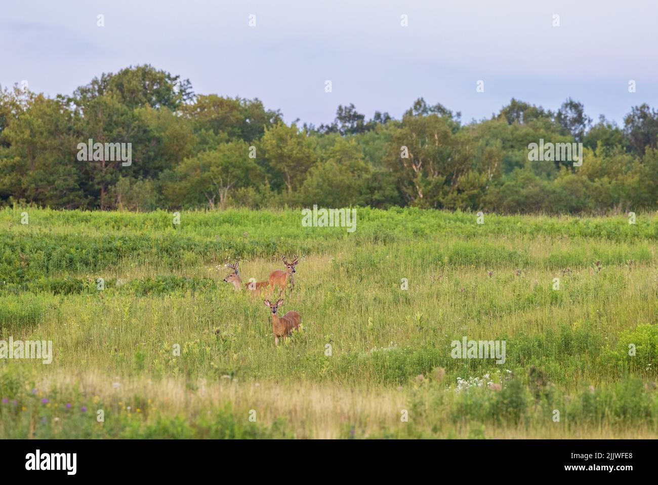 Bachelor group of whitetails in northern Wisconsin. Stock Photo