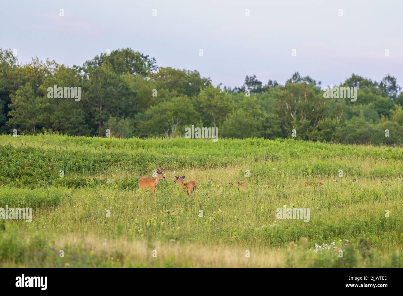 Bachelor group of whitetails in northern Wisconsin. Stock Photo