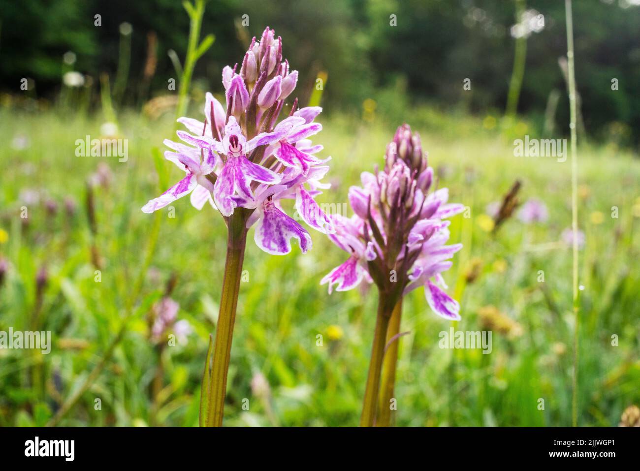Common Spotted Orchids (Dactylorhiza fuchsii) growing wild on Southampton Common, Hampshire, England Stock Photo