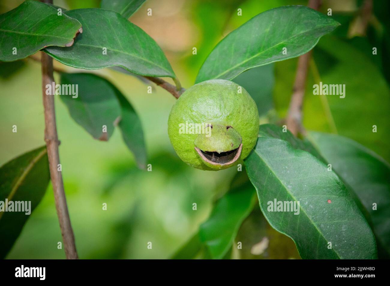 Guava tree immature fruit growing with a smile Stock Photo