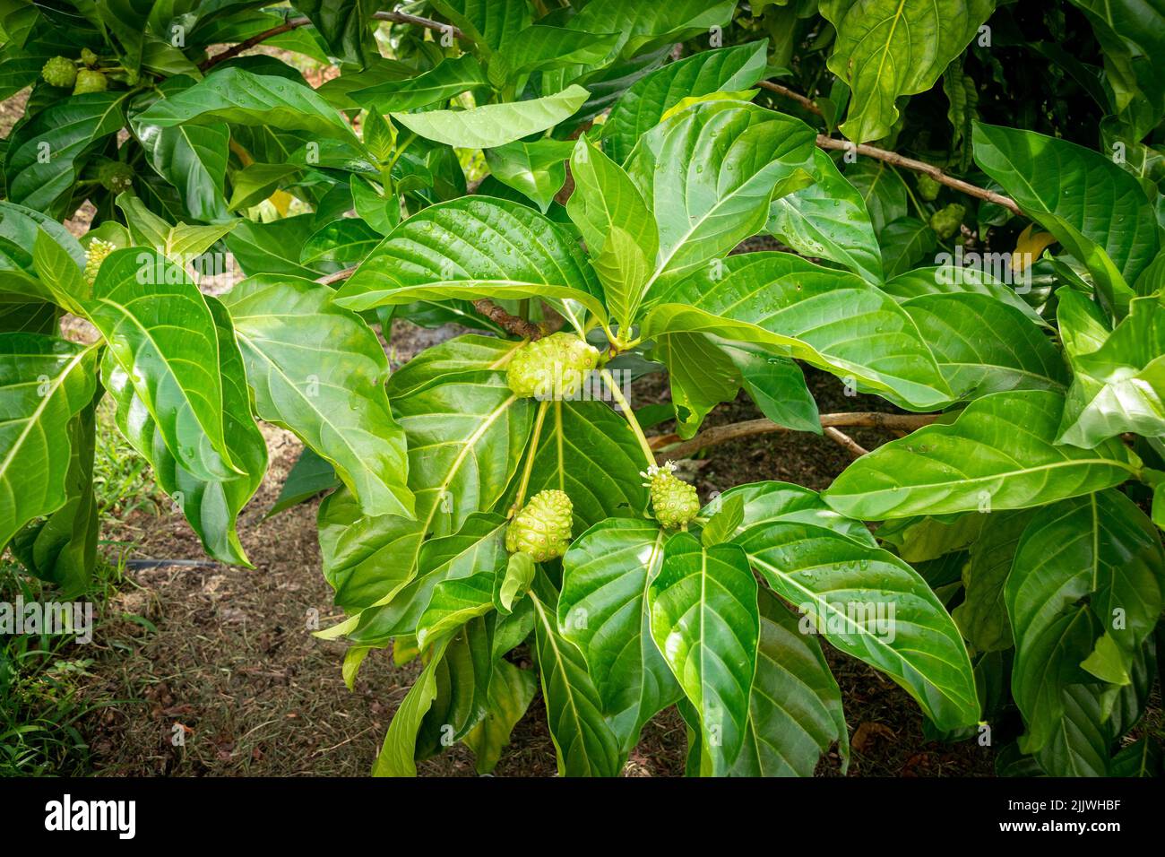 morinda citrifolia fruit tree growing in a Florida garden Stock Photo