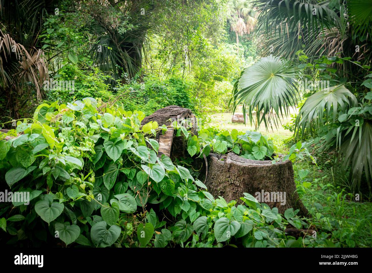 Florida tropical climate foliage forest  jungle scenery Stock Photo