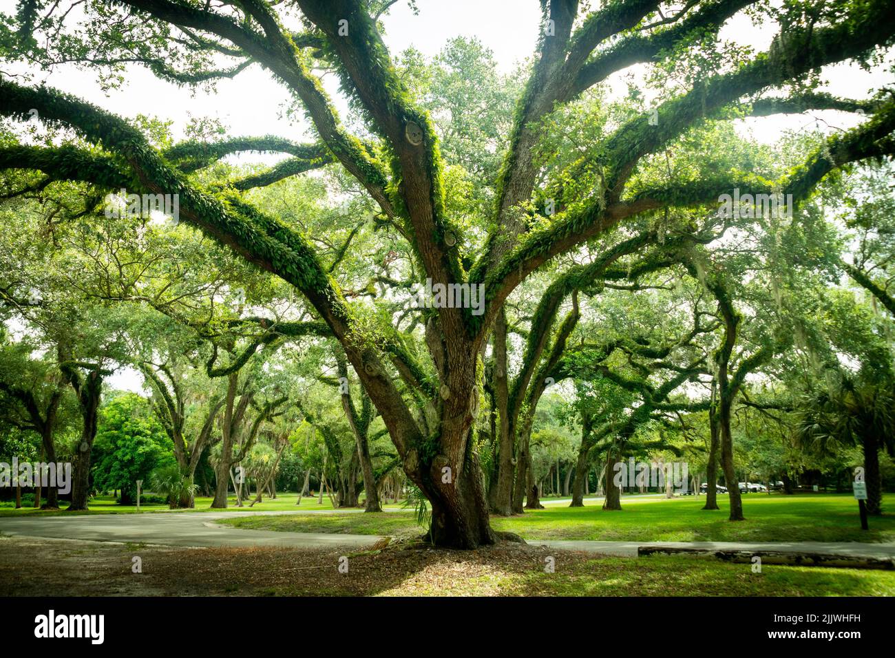 Beautiful natural tree covered with leaves at Snyder Park in Fort Lauderdale Florida Stock Photo