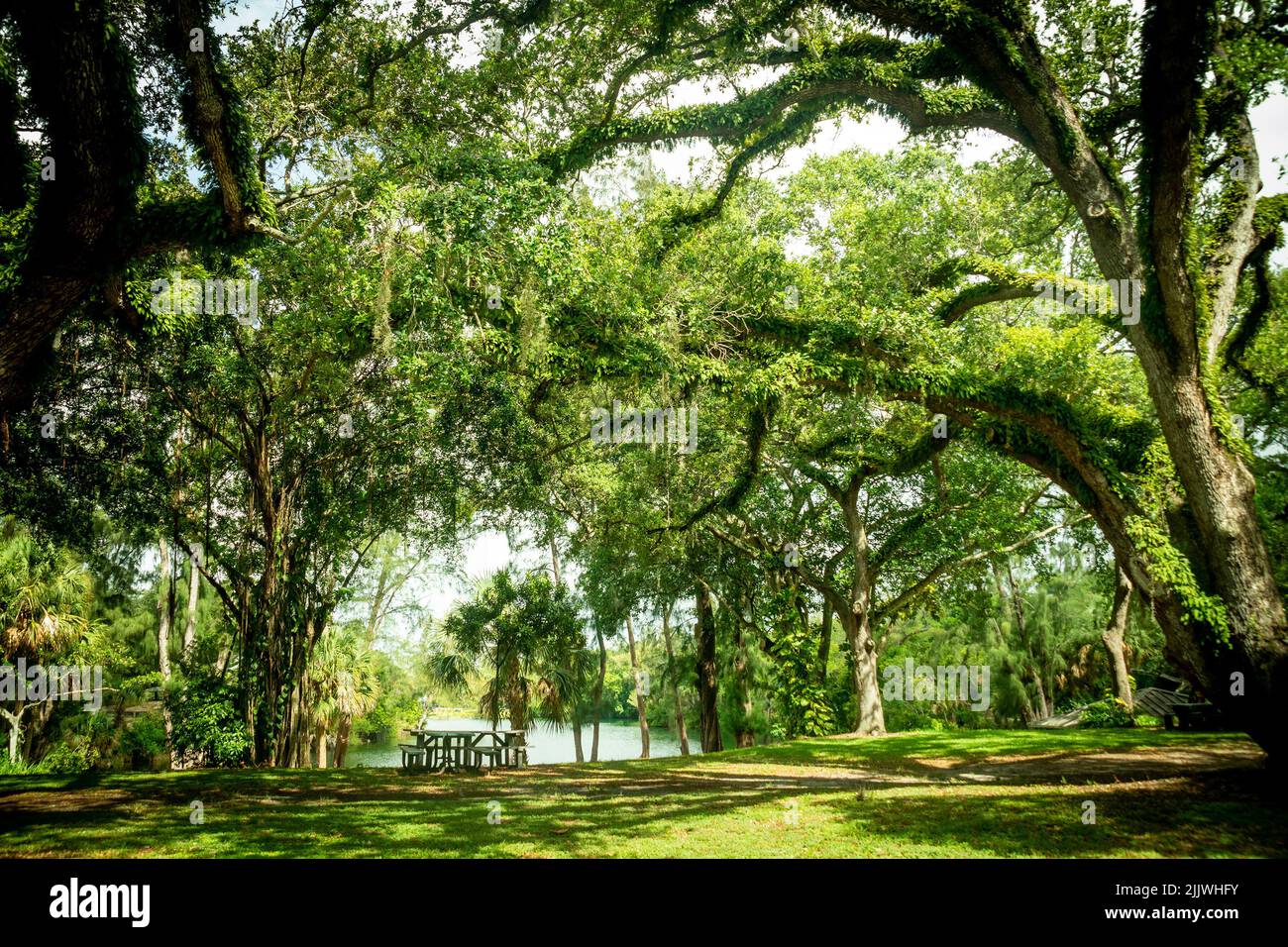 Beautiful natural tree covered with leaves at Snyder Park in Fort Lauderdale Florida Stock Photo