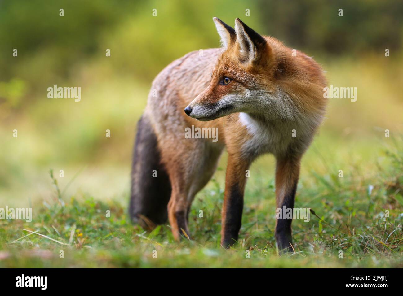 Alert red fox standing on grassland in summer nature Stock Photo