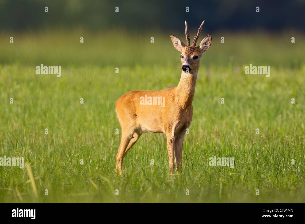 Roe deer looking on grassland in summertime nature Stock Photo