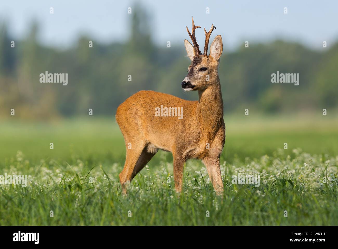Roe deer observing over the shoulder on wildflowers Stock Photo