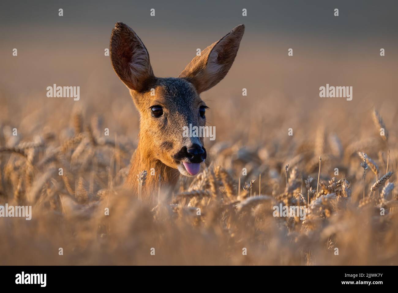 Roe deer tongue sticking out in wheat in close up. Stock Photo