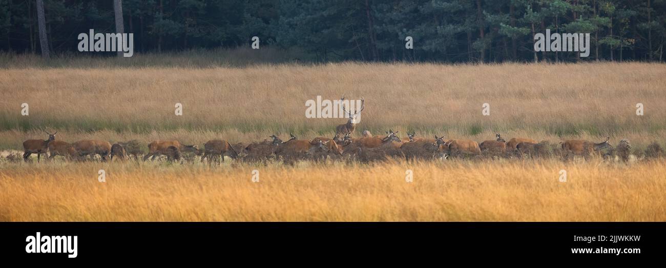Bunch of red deer grazing on meadow in autumn nature Stock Photo