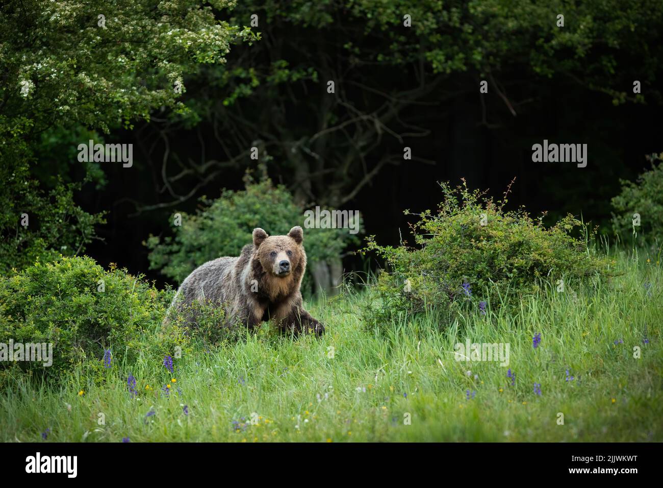 Brown bear walking on grass in forest in summertime Stock Photo