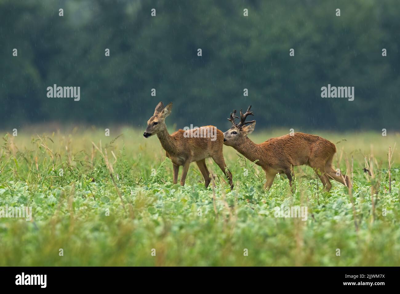 Roe deer male sniffing female on meadow in raining Stock Photo