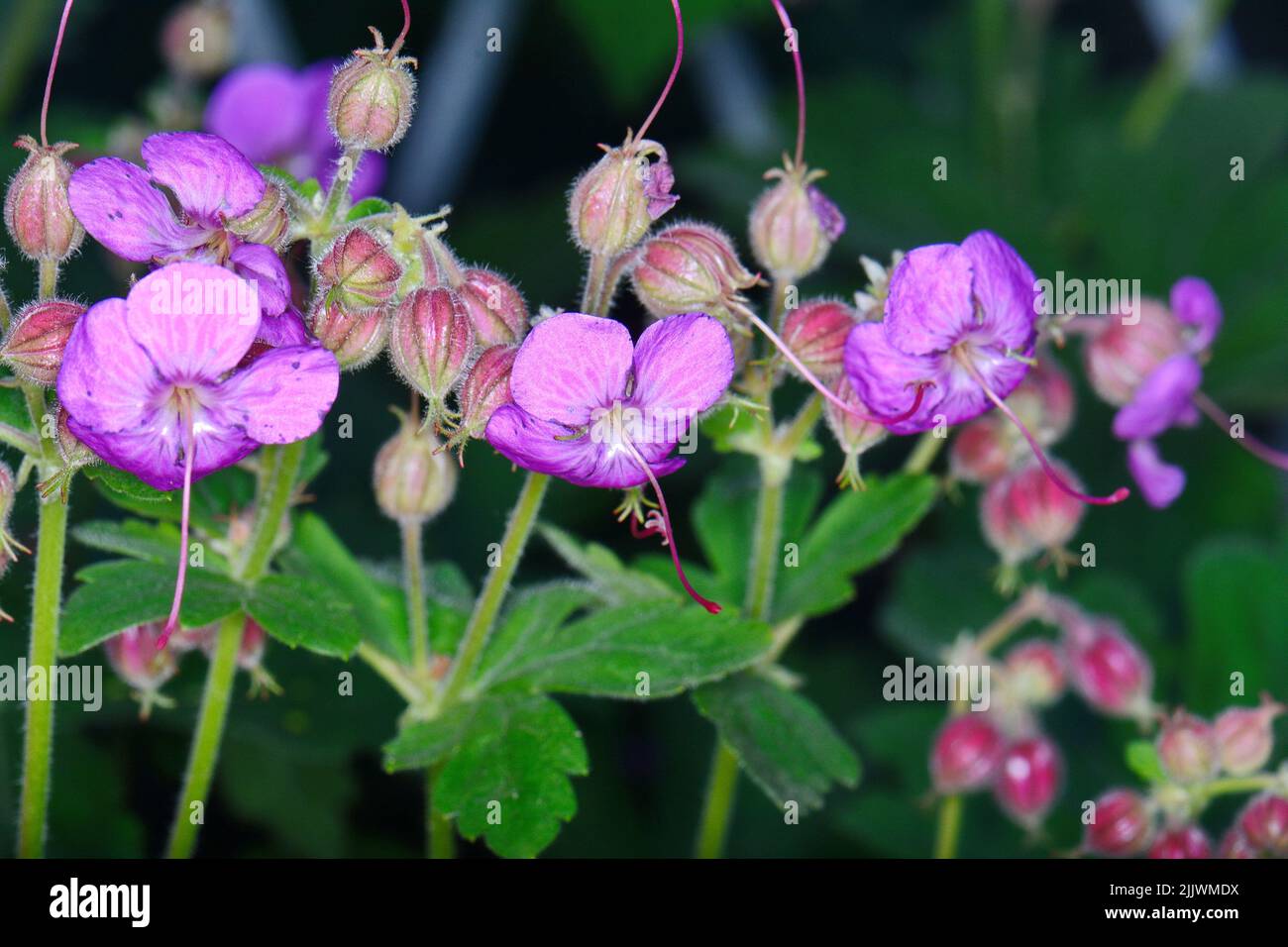 Rock Cranes-Bill, Hardy Geranium, Wild Geranium 'Czakor' (Geranium macrorrhizum) Stock Photo