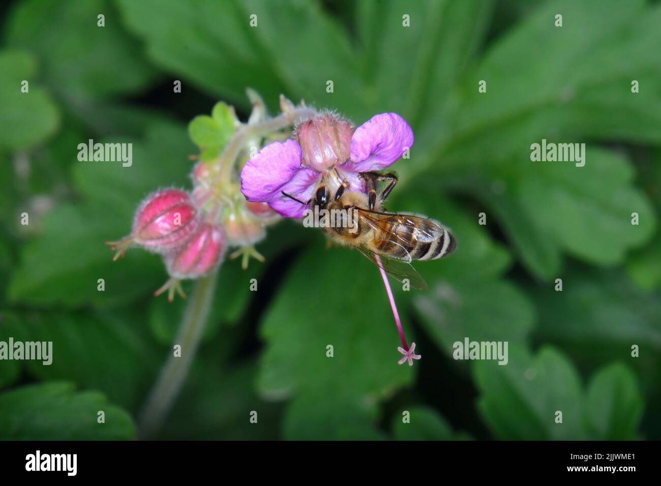 A macro shot of a bee collecting pollen from a Hardy geranium bloom. Rock Cranes-Bill, Hardy Geranium, Wild Geranium 'Czakor' (Geranium macrorrhizum) Stock Photo