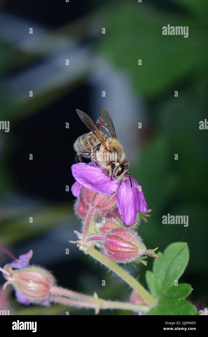 A macro shot of a bee collecting pollen from a Hardy geranium bloom. Rock Cranes-Bill, Hardy Geranium, Wild Geranium 'Czakor' (Geranium macrorrhizum) Stock Photo