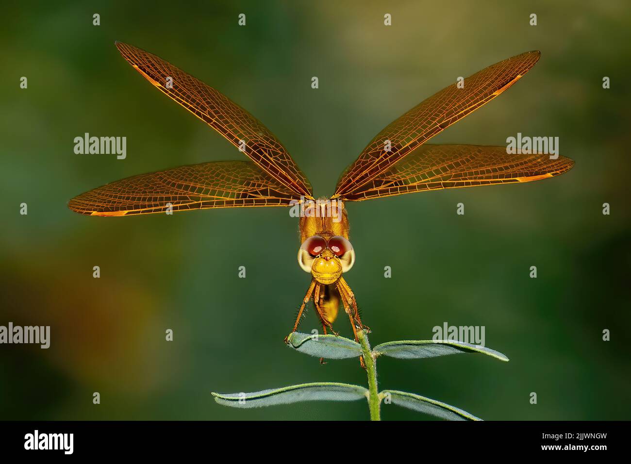 A macro shot of the brown dragonfly on a green leaf Stock Photo - Alamy