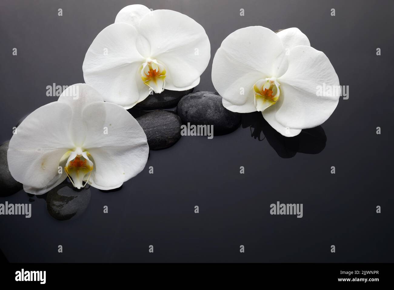 White orchid and black stones in water Stock Photo
