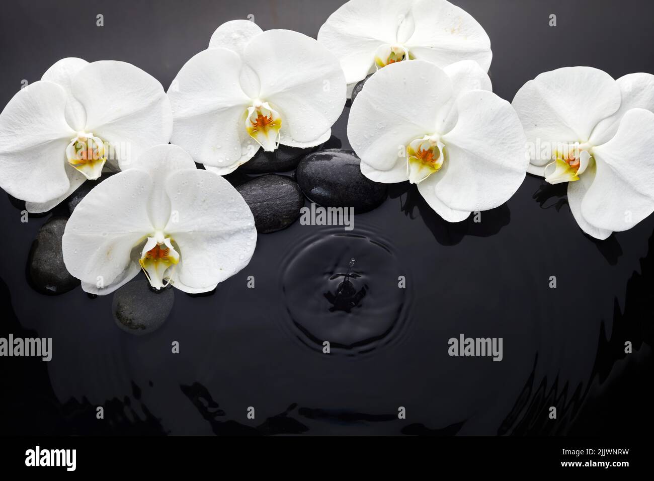 White orchid and black stones in water Stock Photo