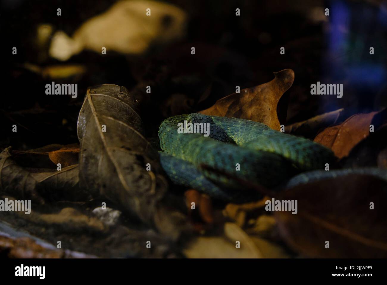 a closeup of green bush viper snake laying on leaves, Atheris squamigera Stock Photo