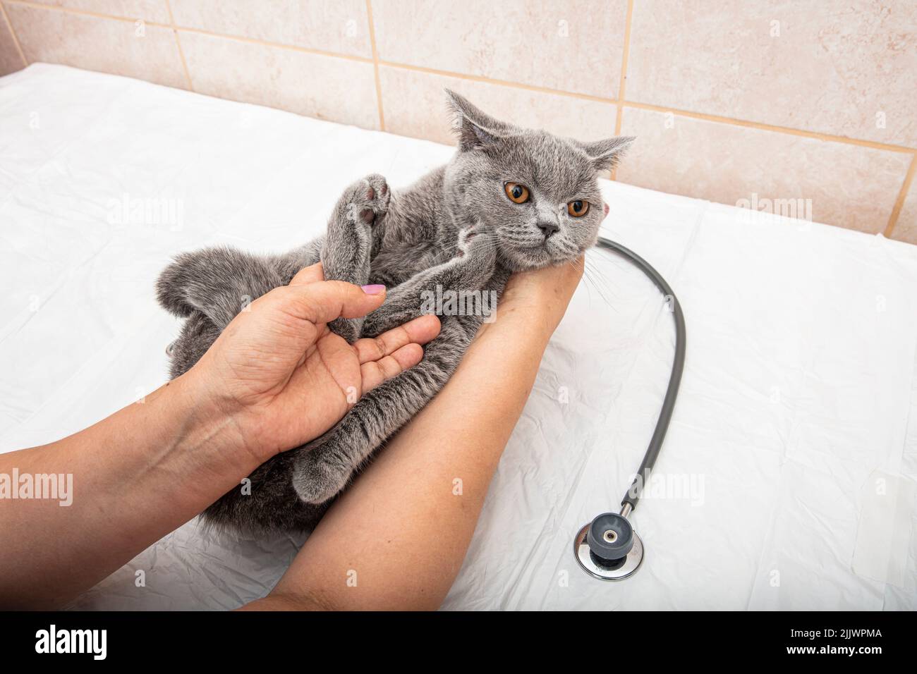 Veterinarian at vet clinic listens to tabby cute kitten with