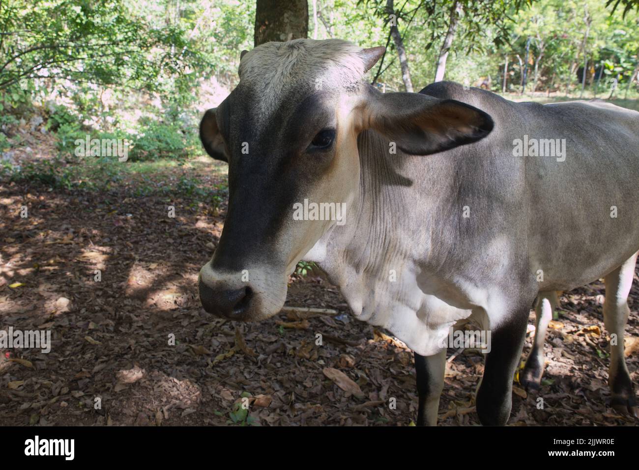 cow in the farm, forest in the background Stock Photo