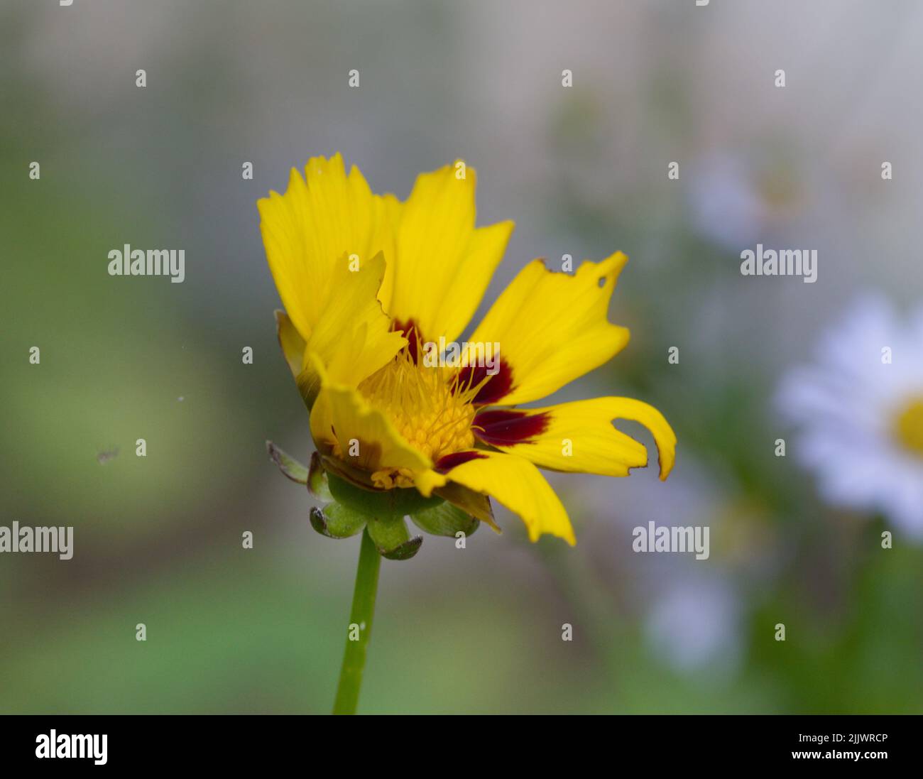 Macro photography of a yellow garden flower Stock Photo
