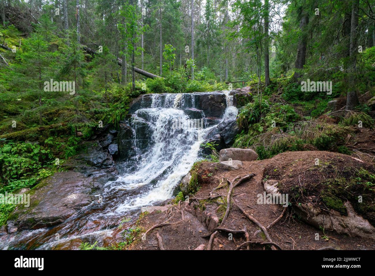 Small waterfall in the forest of Skuleskogen National Park, Sweden. River flowing through the forest. Hiking High Coast trail. Stock Photo