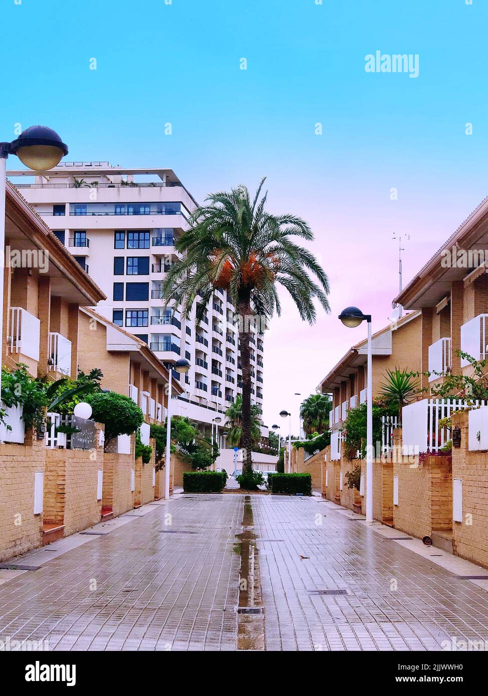 photo of alley and palm trees in valencia, spain Stock Photo Alamy