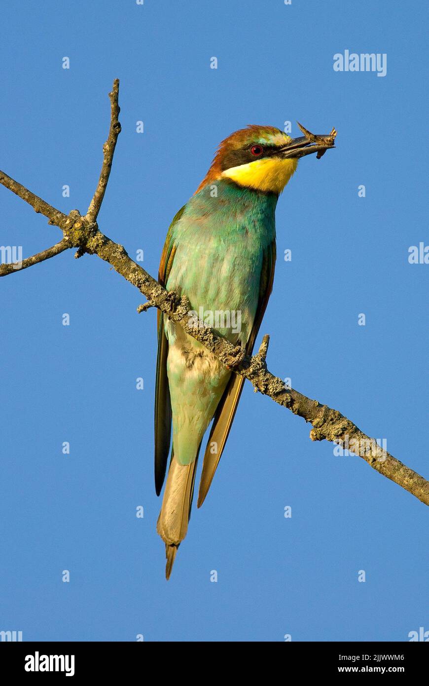 A vertical shot of an European bee-eater (Merops apiaster) eating an ...