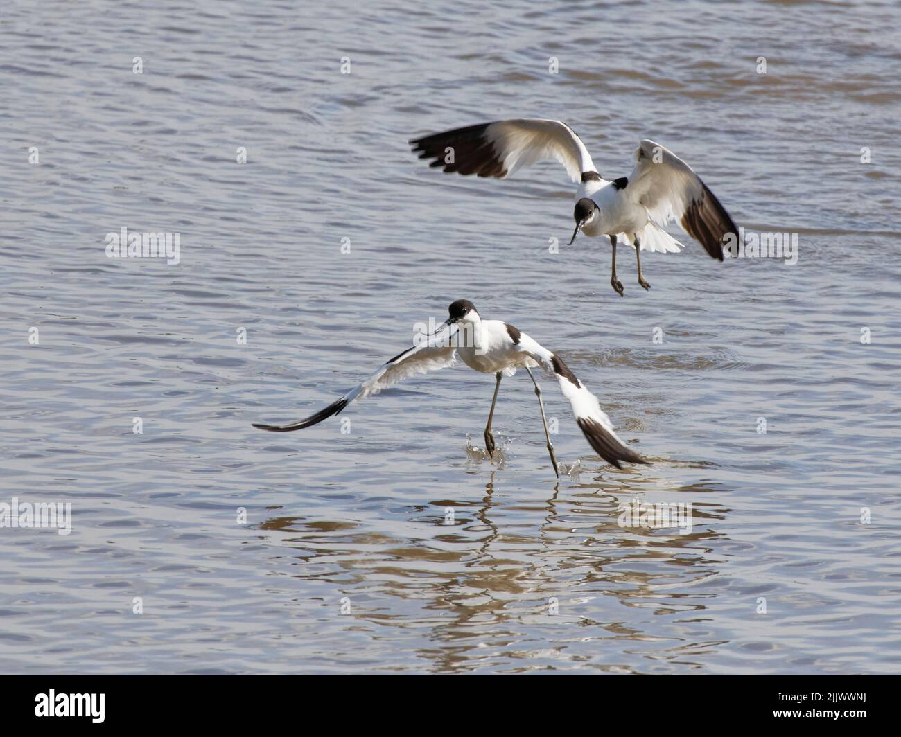 Pied avocet (Recurvirostra avosetta) chasing another in flight during a territorial dispute in a freshwater marshland pool, Gloucestershire, UK, June. Stock Photo