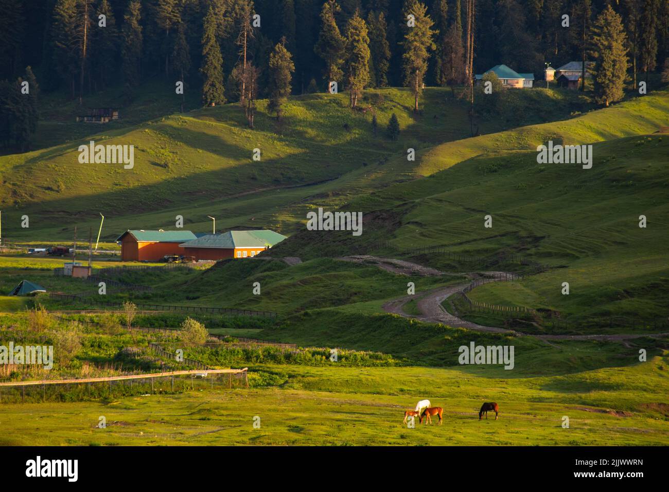 Gulmarg wildlife sanctuary hires stock photography and images Alamy