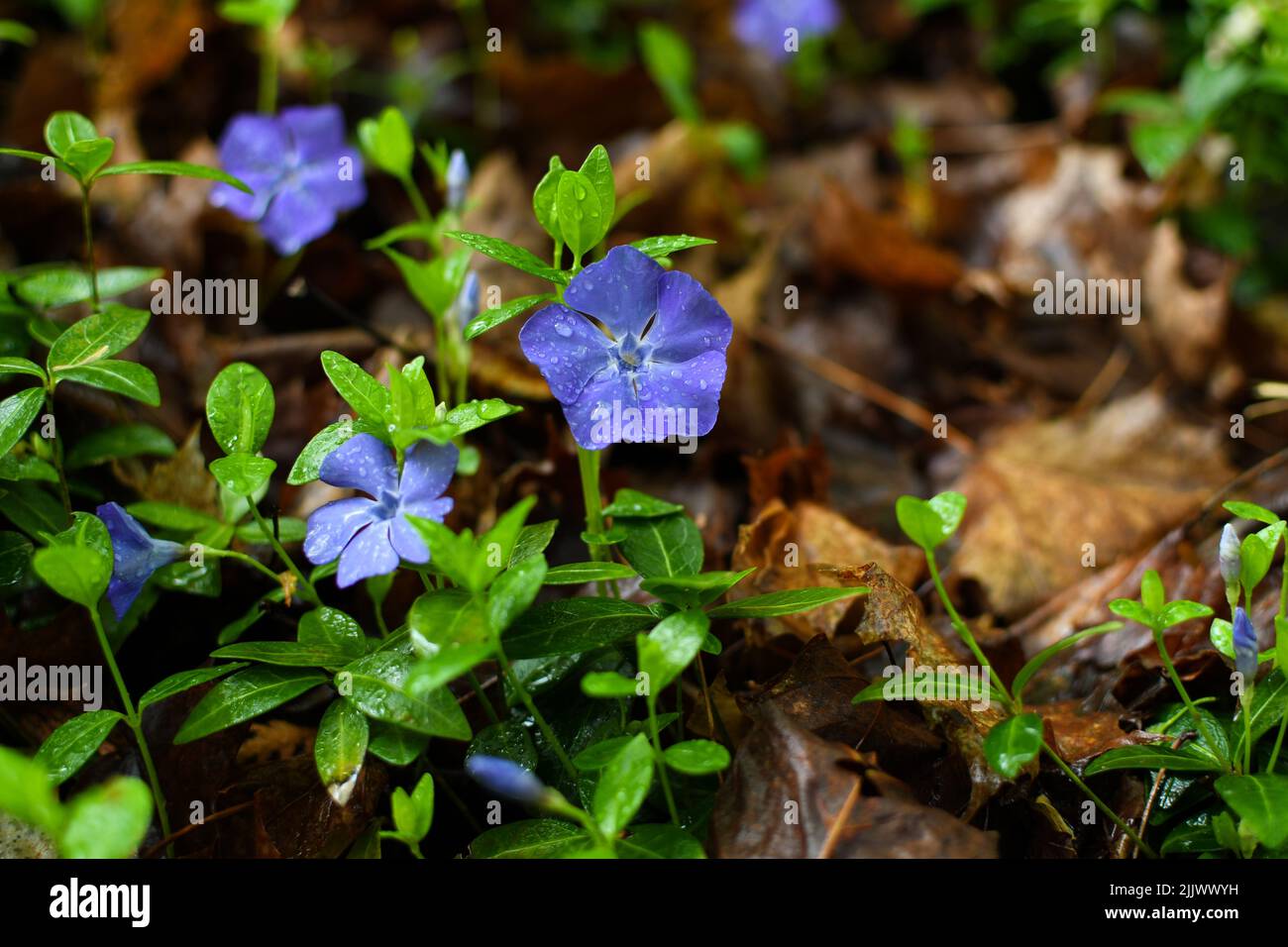 Common periwinkle after fresh rain Stock Photo