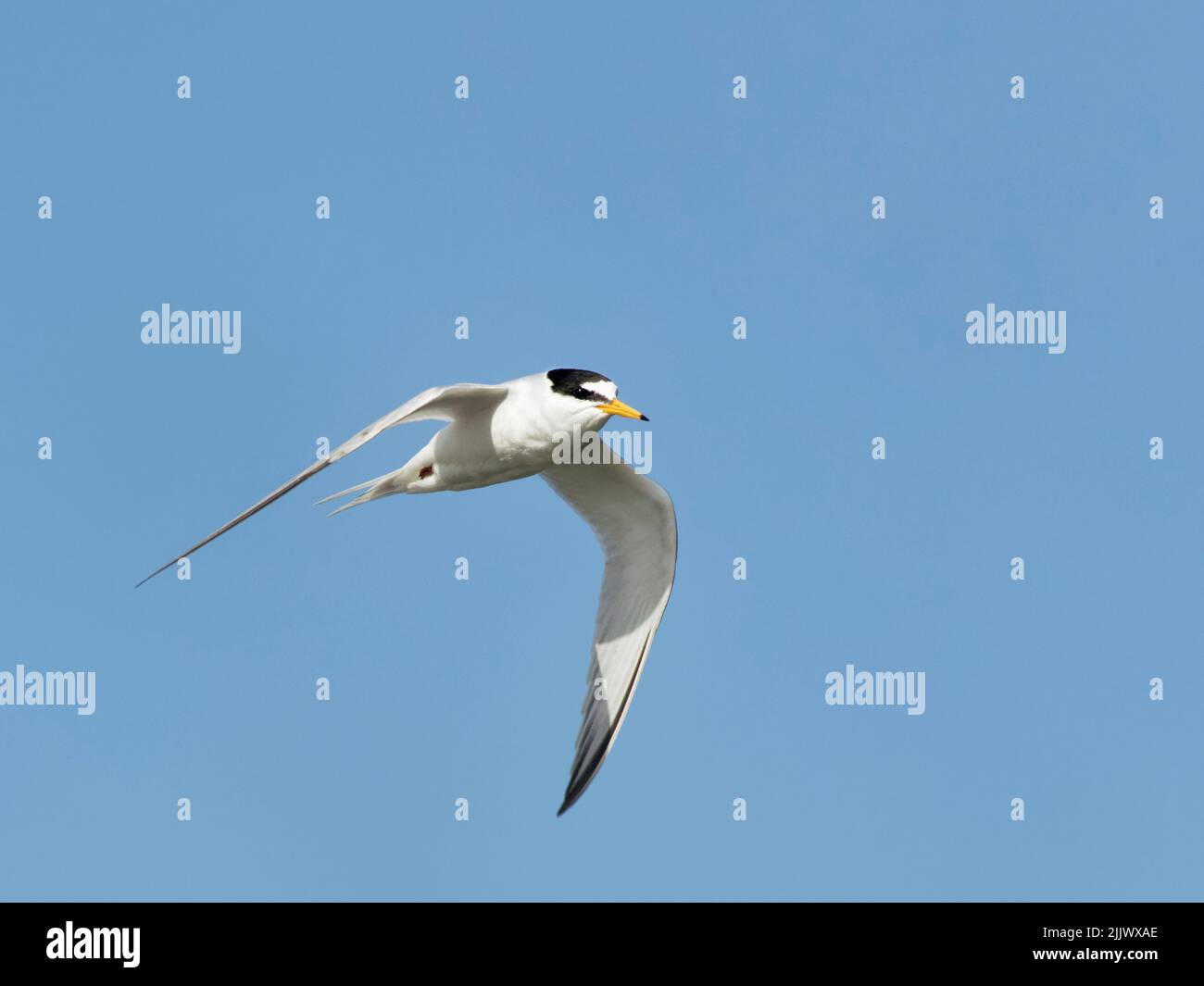 Little tern (Sternula albifrons) in flight overhead, Keyhaven and Lymington Marshes Nature Reserve, Hampshire, UK, April. Stock Photo
