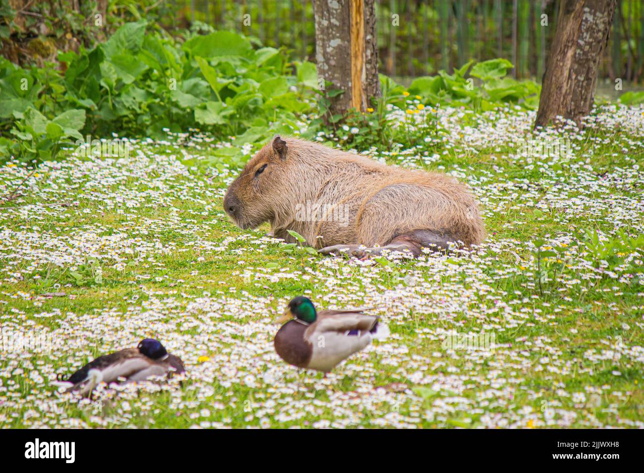 a-big-capybara-and-two-ducks-having-rest-in-the-field-with-white