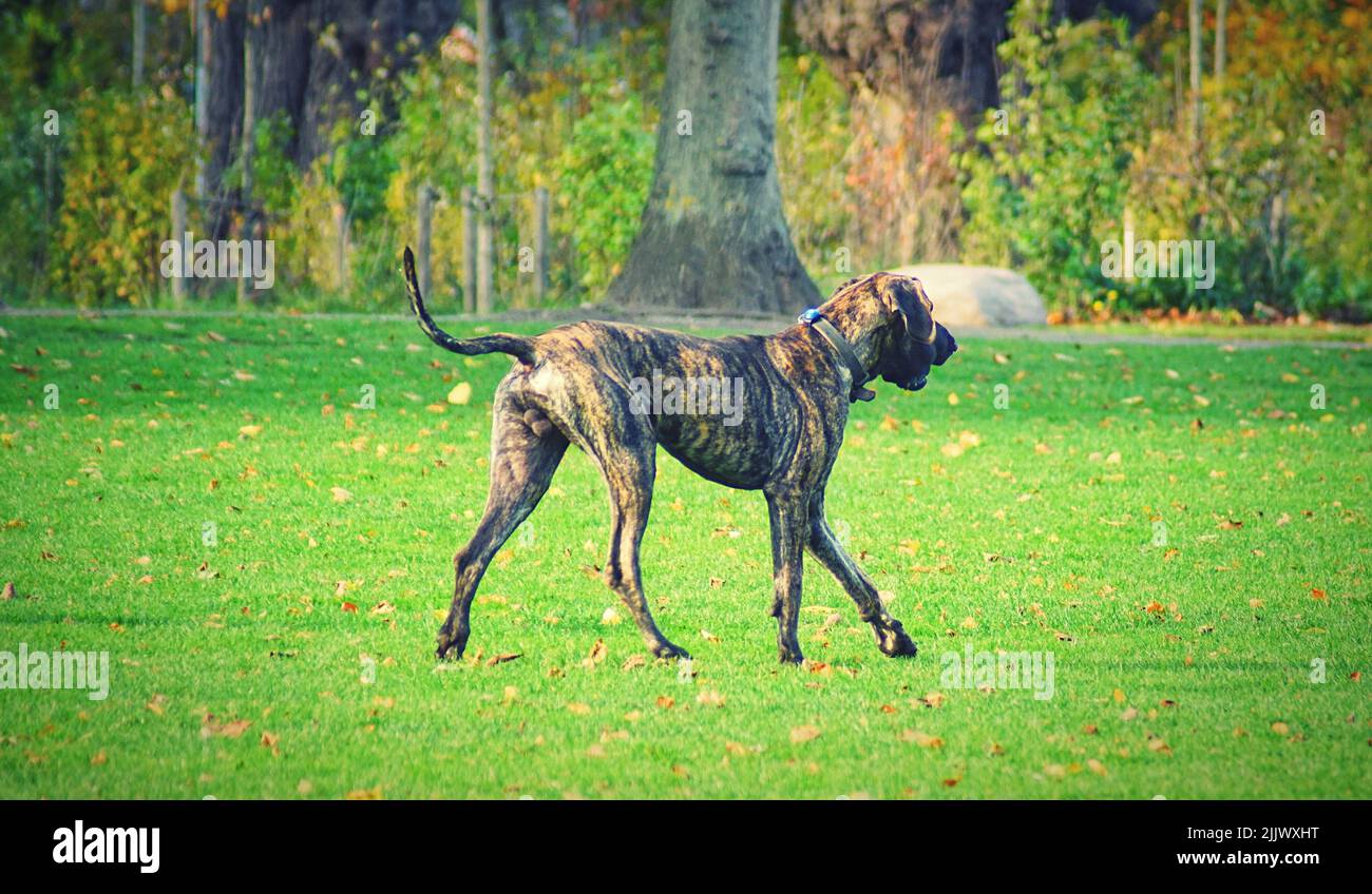 A giant adorable Presa Canario dog in a green park Stock Photo Alamy